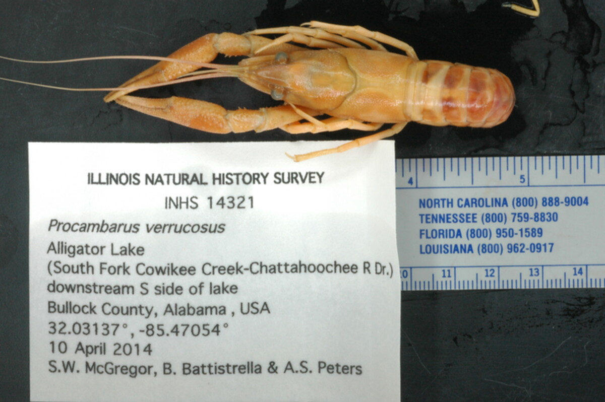 Procambarus verrucosus image